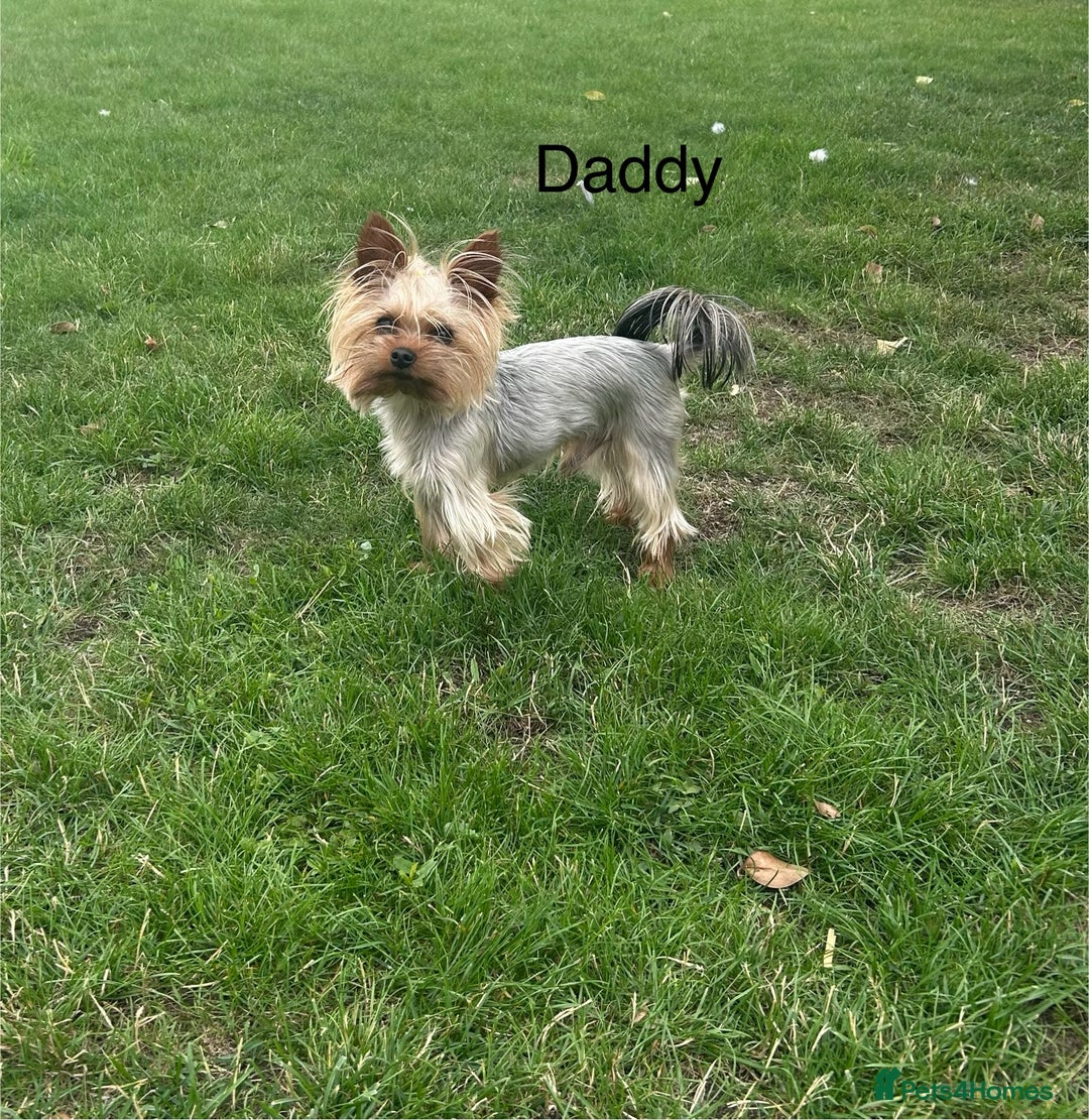Yorkshire Terrier dogs for sale: Tiny Yorkshire Terriers - Image 9