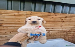 Labradoodle dogs for sale: F1b labradoodle,  back cross to a labrador - Image 3