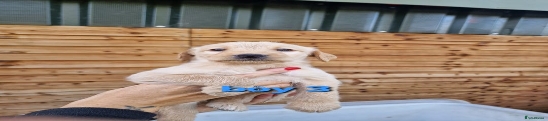 Labradoodle Puppy 3
