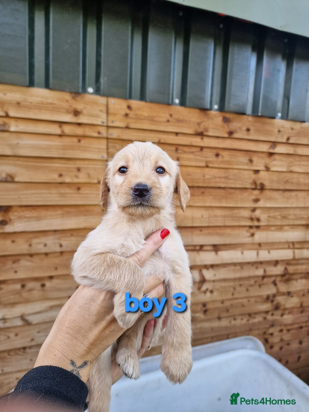 Labradoodle dogs for sale: F1b labradoodle,  back cross to a labrador - Image 3