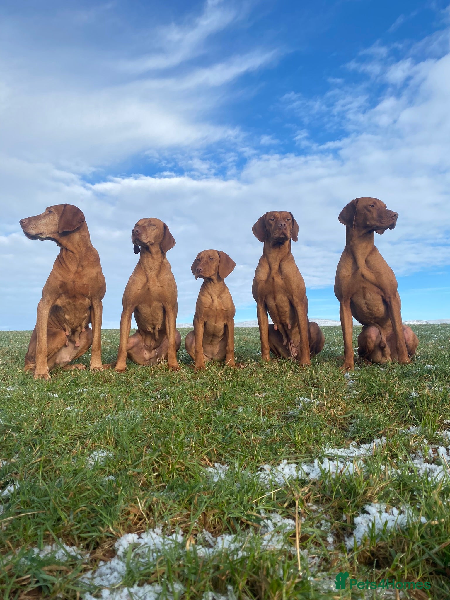 Hungarian Vizsla dogs Proven Working Hungarian Vizsla. Gamekeeper bred in Barnard Castle - Advert 6