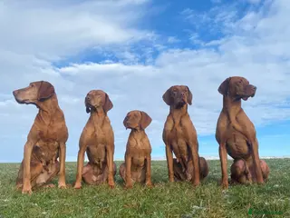 Hungarian Vizsla dogs Proven Working Hungarian Vizsla. Gamekeeper bred - Advert 16