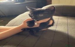 Mixed Breed cats for sale: 3 black British short haired x ragdoll kittens - Image 12