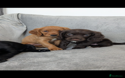 Cocker Spaniel dogs for sale: Beautiful Cocker Spaniel Puppies - Image 3