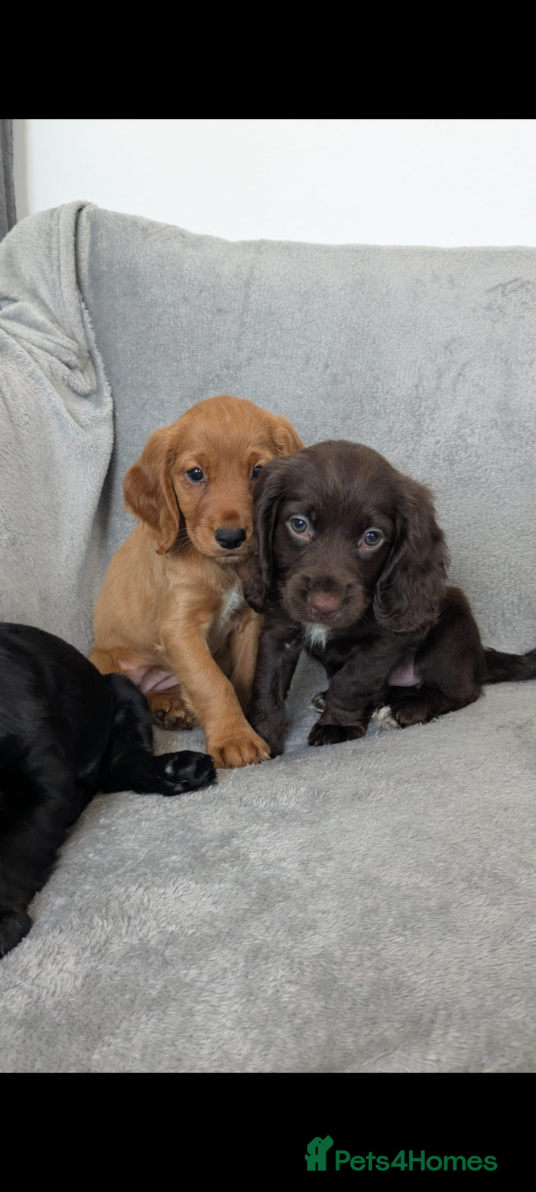 Cocker Spaniel dogs for sale: Beautiful Cocker Spaniel Puppies - Image 3