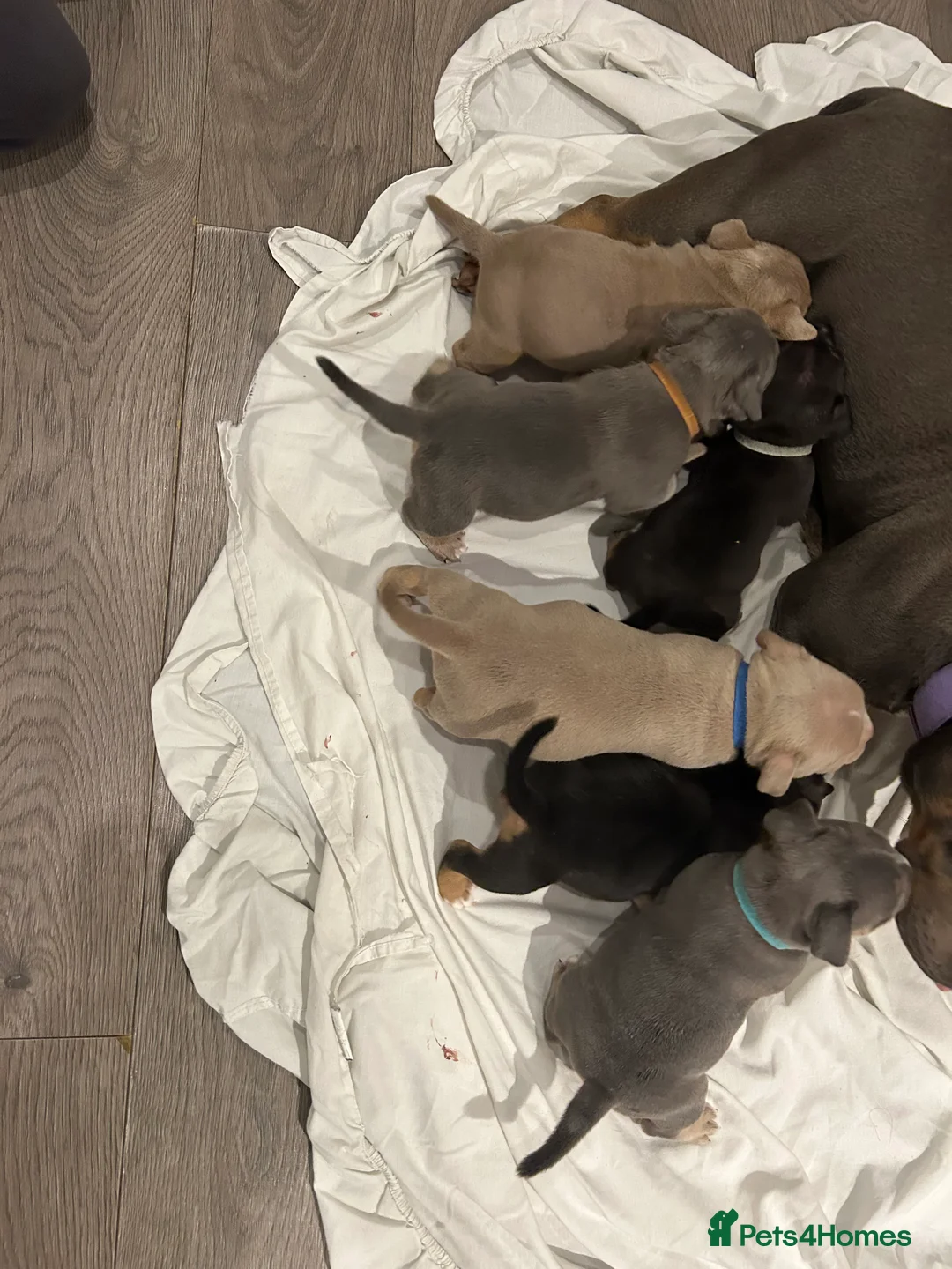 American Bully dogs for sale: BEAUTIFUL pocket bullies  - Advert 11