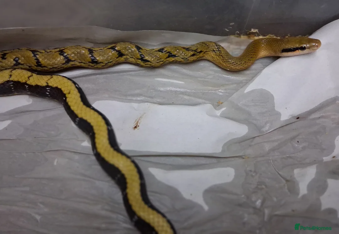 Rat Snake reptiles for sale: Taiwanese beauty snake DH For Albino - Calico  - Advert 3