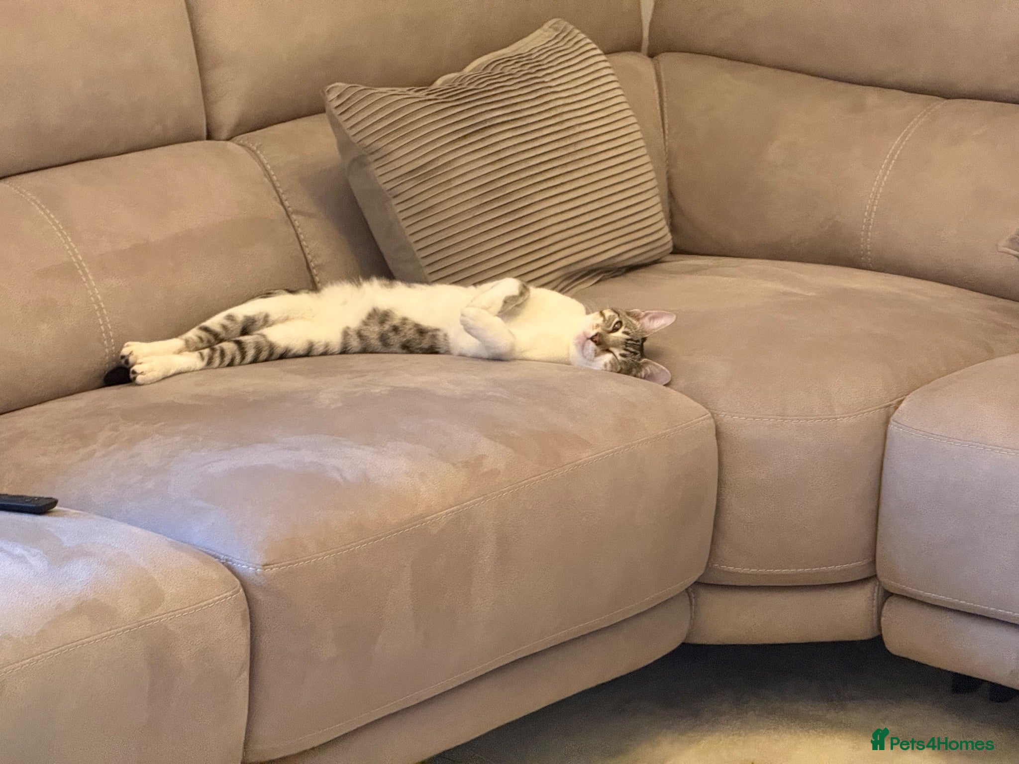 Mixed Breed cats Sweet girl looking for a new home  - Advert 1