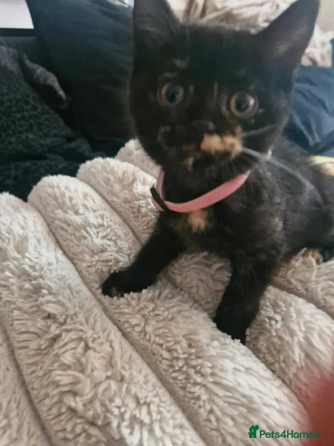 Mixed Breed cats for sale: 2 girls 1 boy half British Shorthair in London - Advert 4