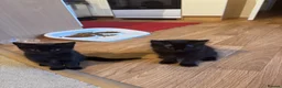 Mixed Breed cats for sale: For sale! in Maidstone - Advert 2