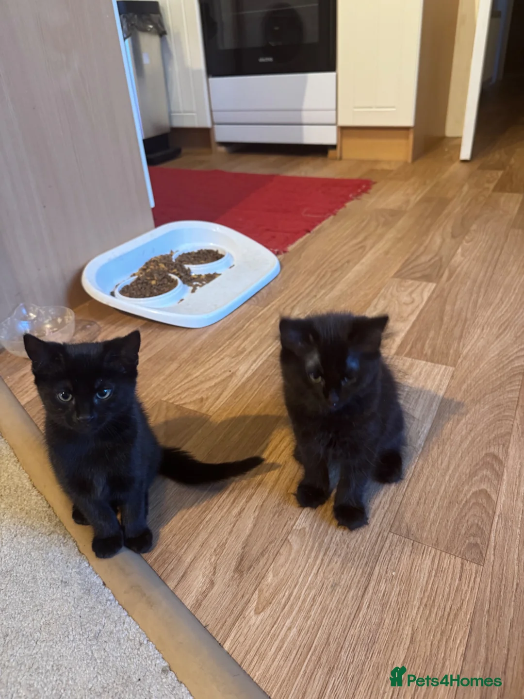 Mixed Breed cats for sale: For sale! in Maidstone - Advert 2