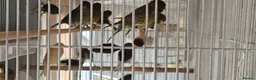 Canaries birds for sale: Mixed green gloster canaries for sale  - Advert 18