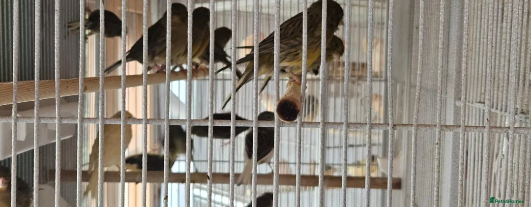 Canaries birds for sale: Mixed green gloster canaries for sale  - Advert 18