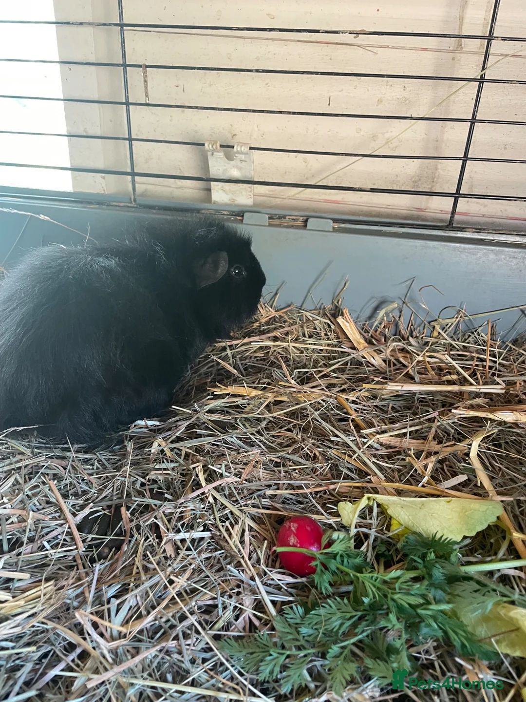 Guinea Pig rodents for sale: 2 pairs for sale female pair /male pair - Advert 5