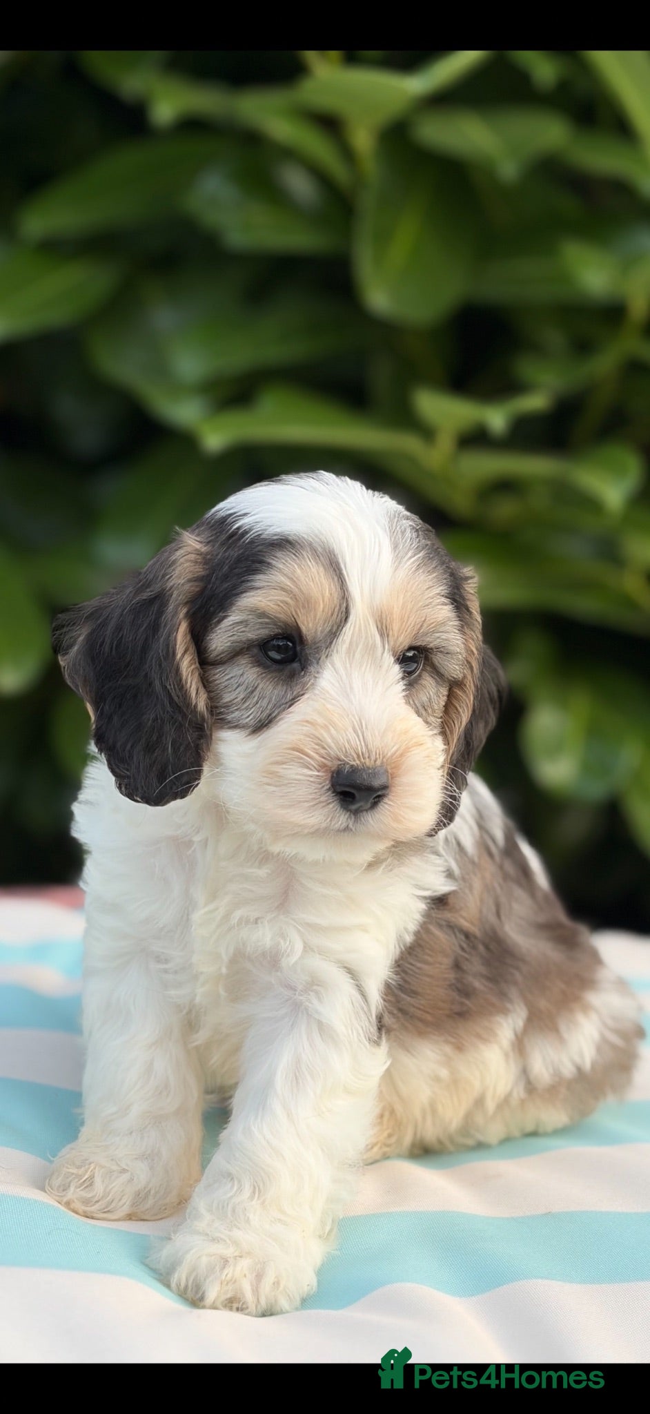 Cockapoo dogs Ready now f1 Cockerpoos  - Advert 14