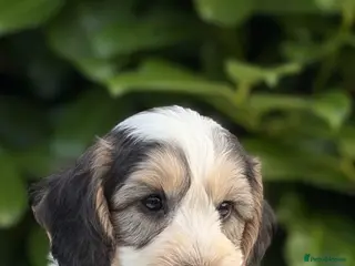 Cockapoo dogs Ready now f1 Cockerpoos - Advert 2