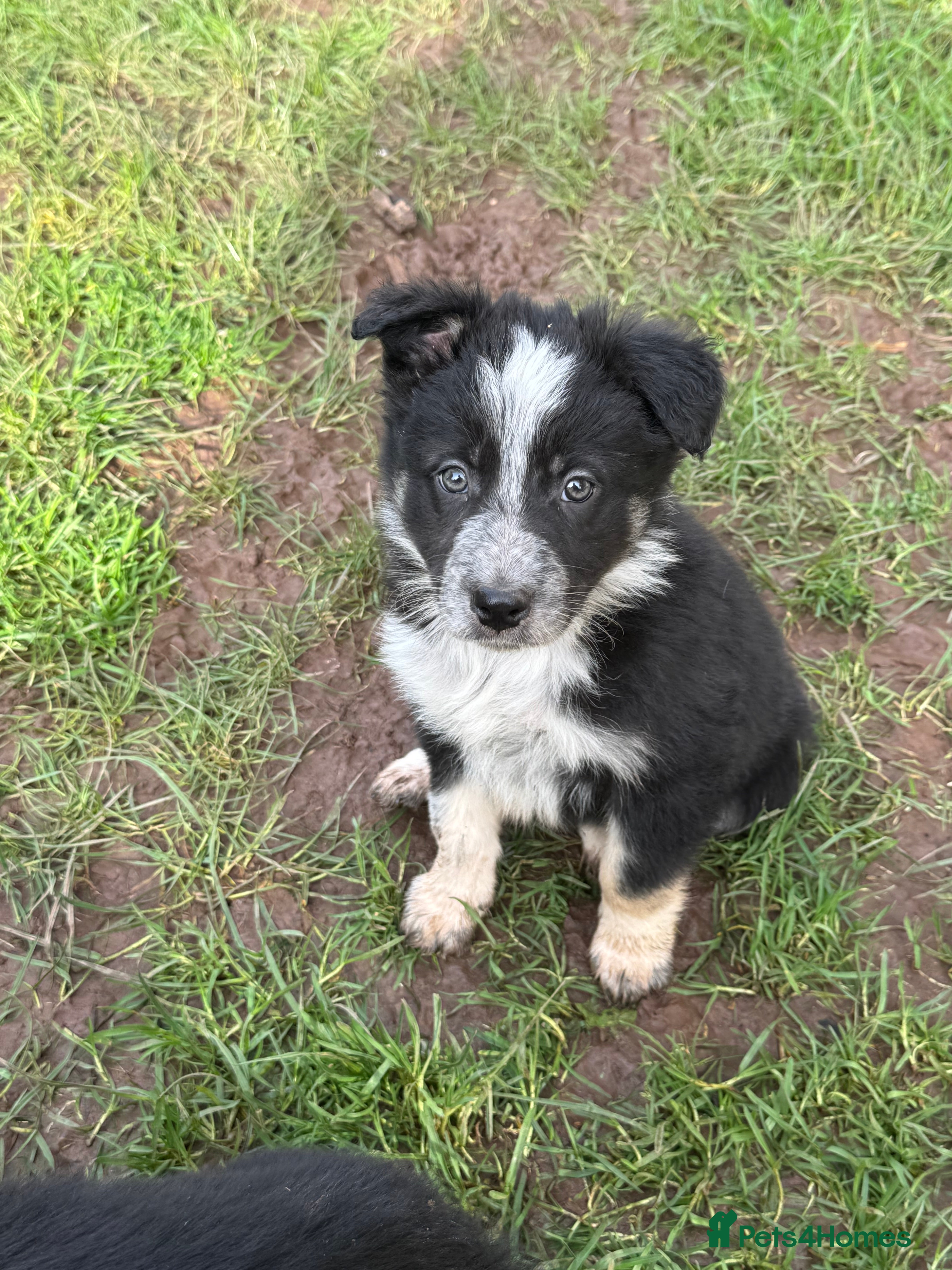 Border Collie dogs Border collie pups ready from 20th February  - Advert 6