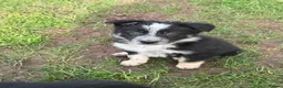 Border Collie dogs for sale: Border collie pups ready from 20th February  - Advert 1