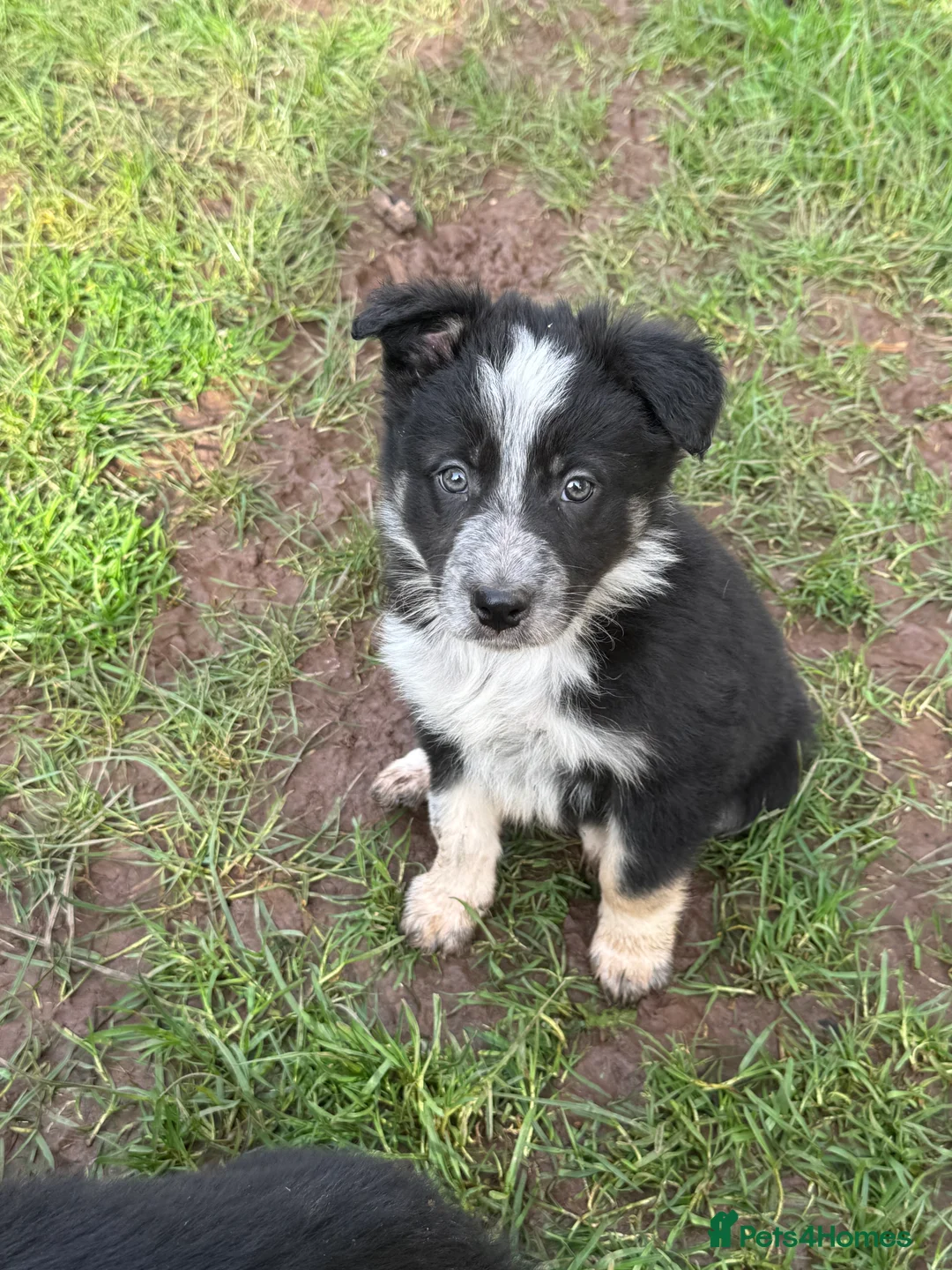 Border Collie dogs for sale: Border collie pups ready from 20th February  - Advert 1