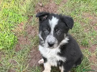 Border Collie dogs Border collie pups ready from 20th February - Advert 6