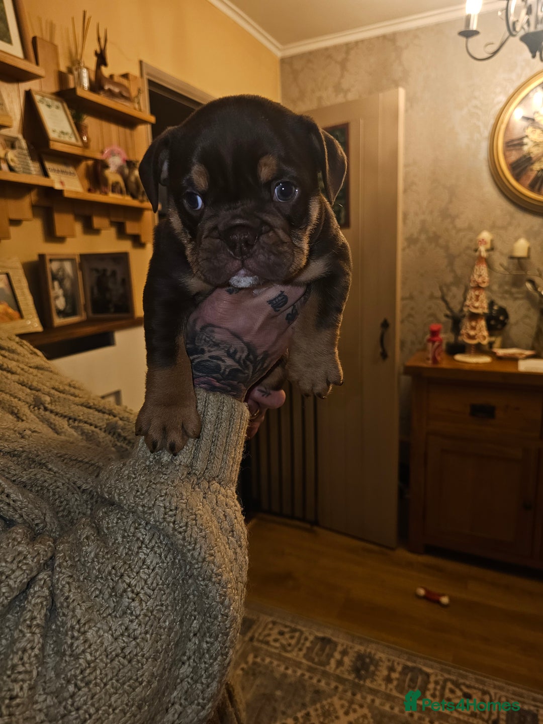 English Bulldog dogs for sale: English bulldog pups for sale - Advert 6