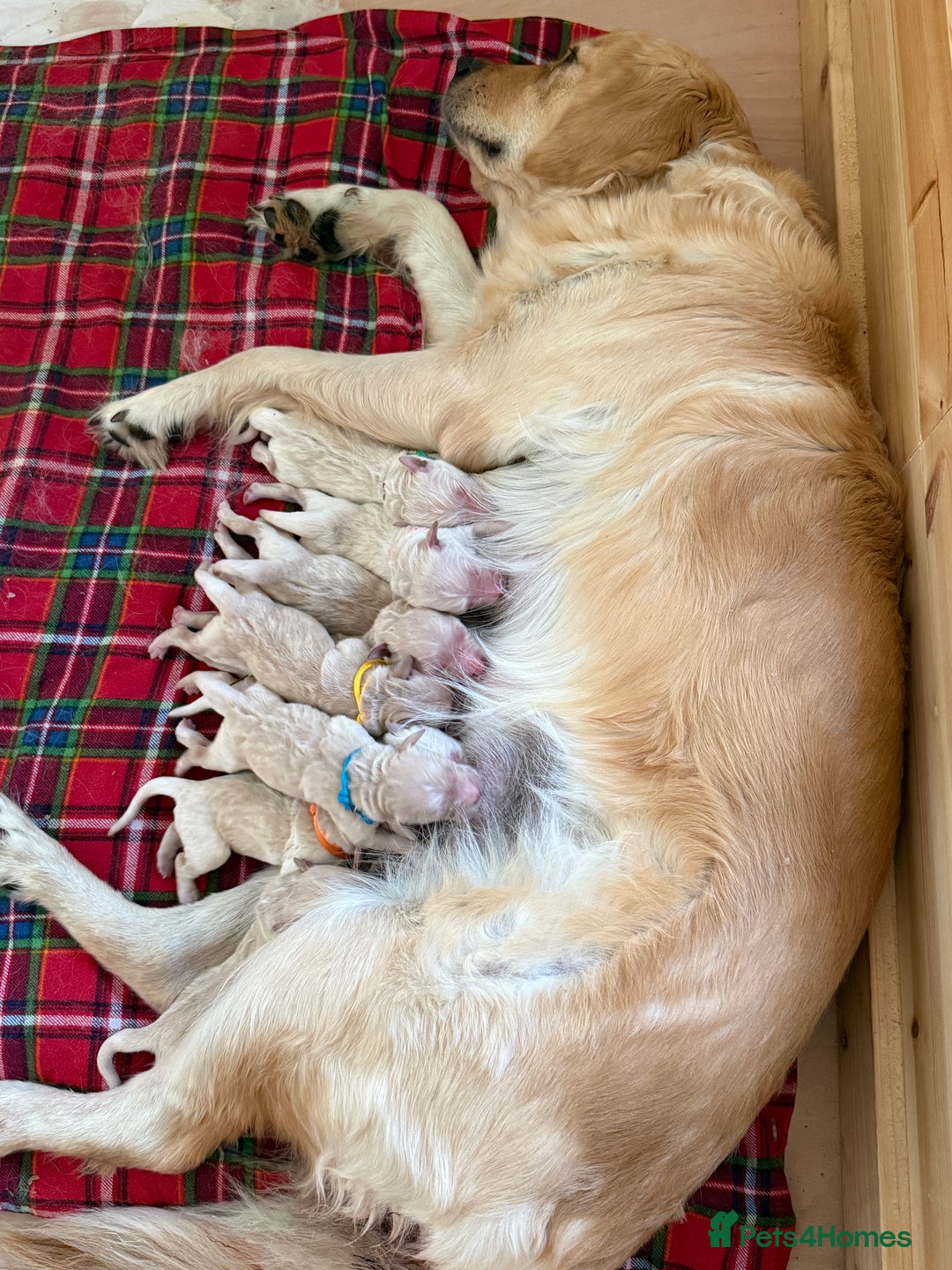 Golden Retriever dogs for stud: Milo - Golden Retriever for stud in Horsham - Advert 8