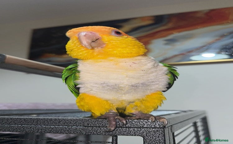 Parrots birds - Advert 1