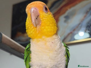 Parrots birds Beautiful white-bellied Caique ❤️♥️💖 - Advert 13