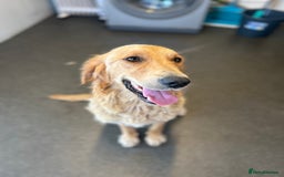 Golden Retriever dogs for sale: Golden retriever puppies for sale  - Image 21