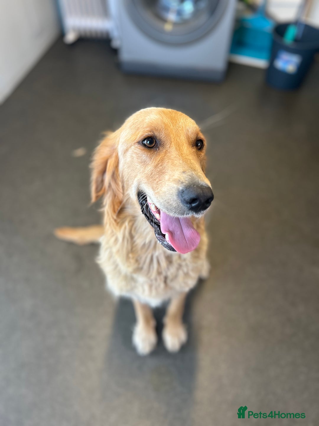 Golden Retriever dogs for sale: Golden retriever puppies for sale  - Image 21