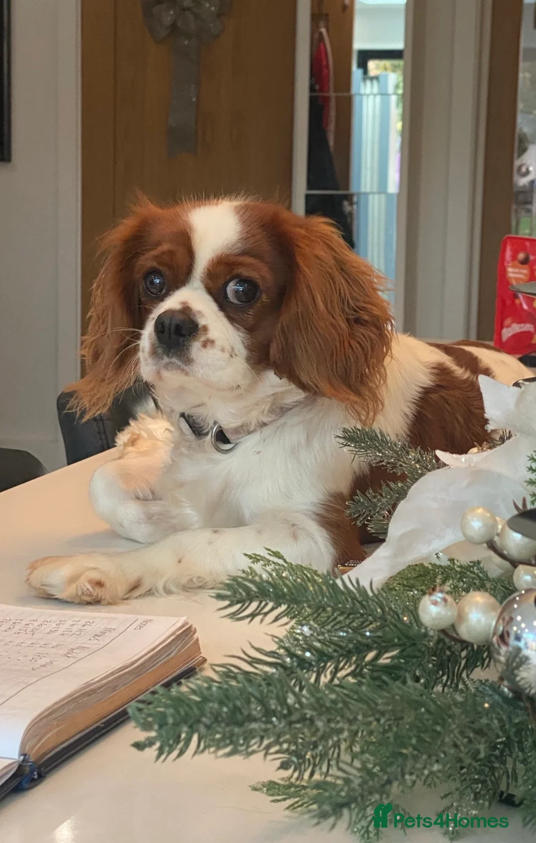 Cavapoo dogs for sale: 🐶Perfect Toy Cavapoos (Health Tested)🐶 - Advert 6