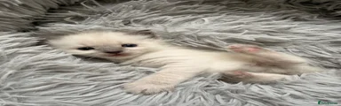 Ragdoll 2