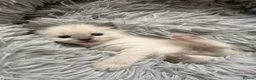 Ragdoll cats for sale: Kitten Ragdoll cat blue point  - Advert 15