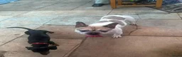French Bulldog dogs for sale: Zeusy - Advert 8