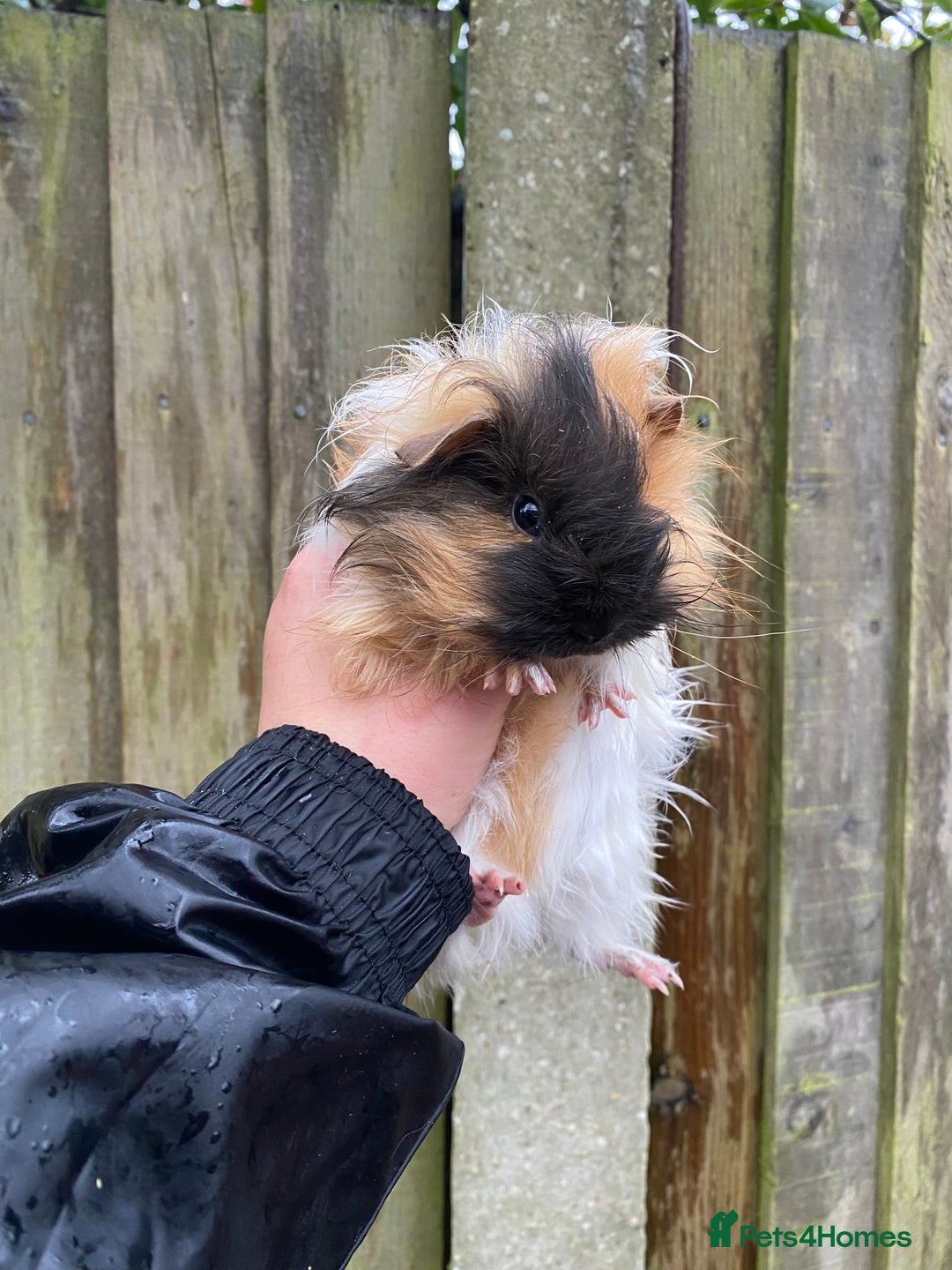 Guinea Pig rodents for sale: Fluffy long haired Peruvian cross Sheltie babies - Advert 9