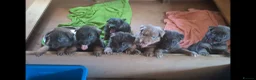 German Shepherd dogs for sale: Blue tan, blue sable Isabella German shepherd pups in Crewe - Advert 4