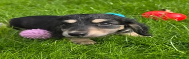 Miniature Dachshund Puppy 6