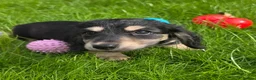 Miniature Dachshund dogs for sale: Stunning KC Long hair daxi. 5* breeders  - Advert 10