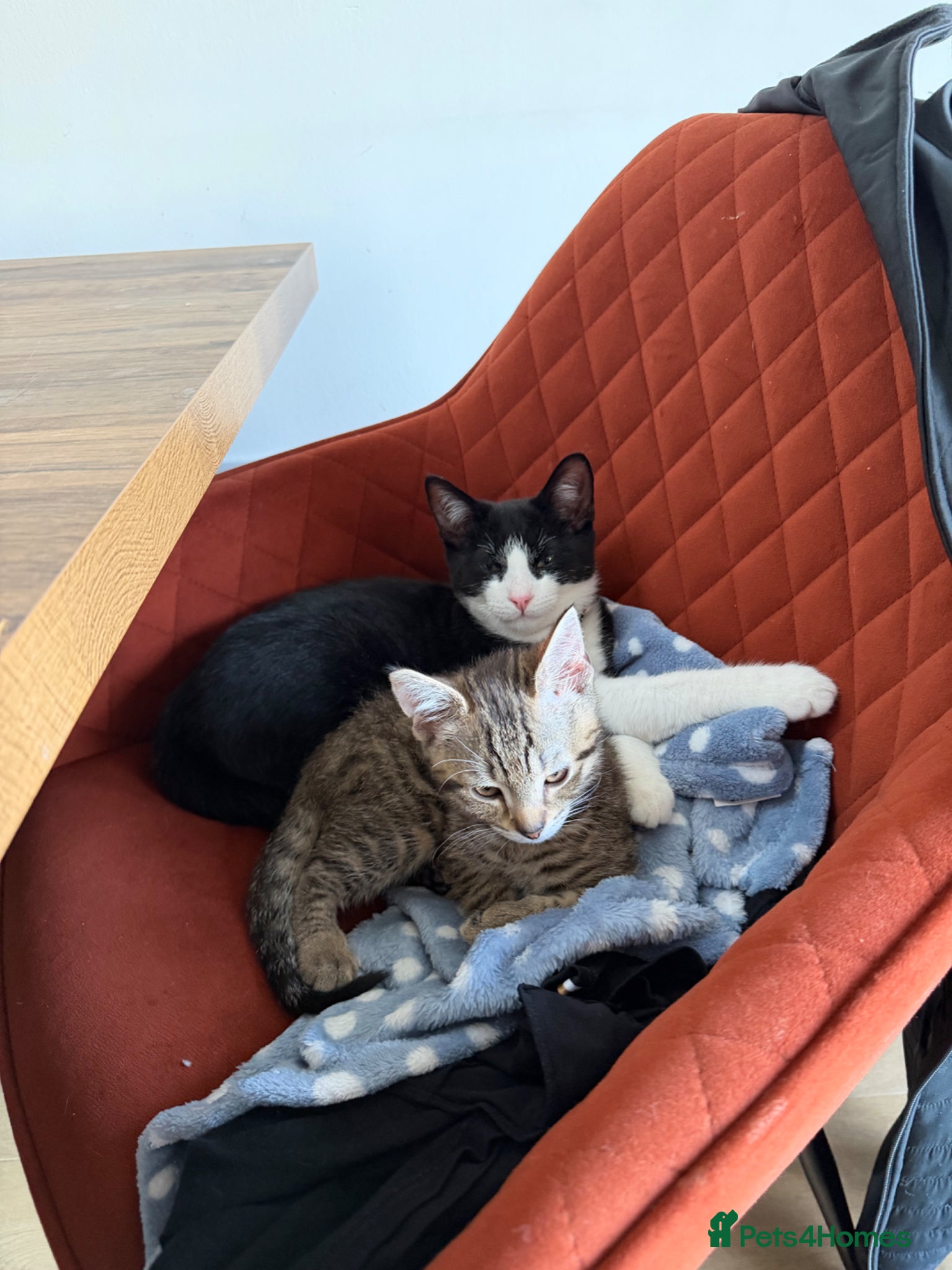 Mixed Breed cats Tabby looking a new home - Advert 1