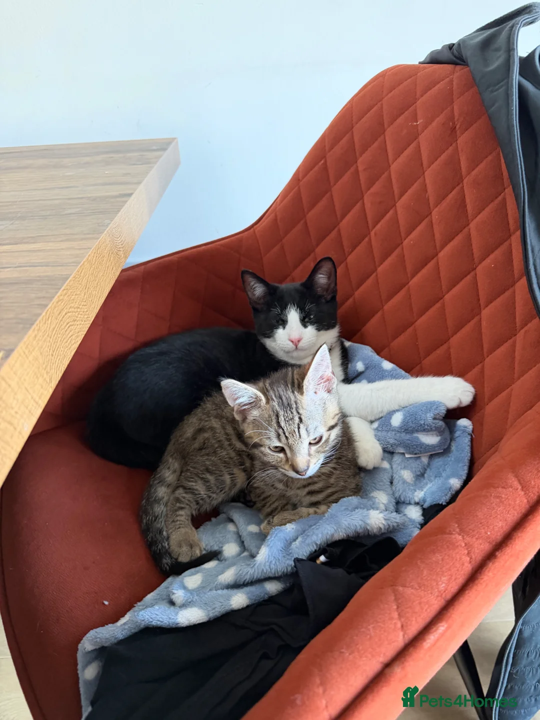 Mixed Breed cats for sale: Tabby looking a new home - Advert 1