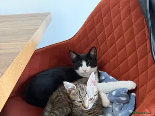 Mixed Breed cats Tabby looking a new home - Advert 11