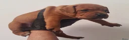 Staffordshire Bull Terrier dogs for sale: Red staffy puppys  - Advert 4