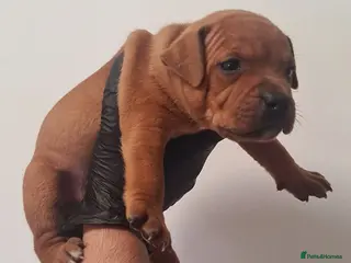 Staffordshire Bull Terrier dogs Red staffy puppys - Advert 4