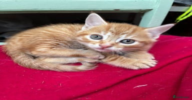 Domestic Shorthair cats - Advert 4