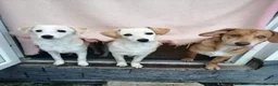 Mixed Breed dogs for adoption: ❤️🐶 JUNE – A LITTLE SUN-RAY SMALL 7 MONTHS GIRL - Advert 16