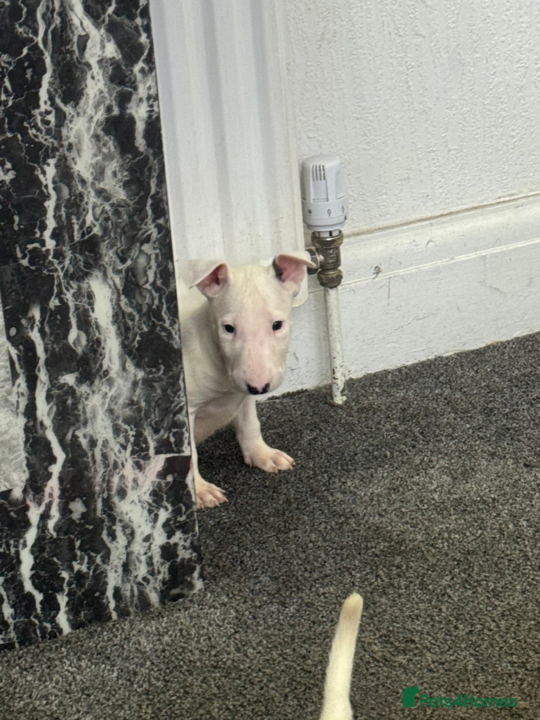 English Bull Terrier dogs for sale: 5 stunning English bull terrier boys  - Advert 11