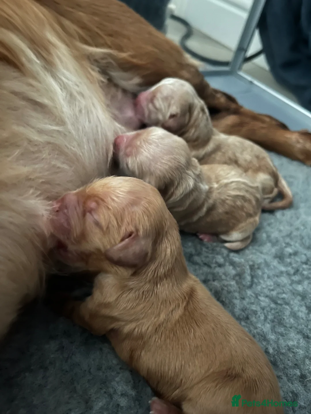 Cocker Spaniel dogs for sale: Beautiful KC reg cocker spaniels  in Bathgate - Advert 8
