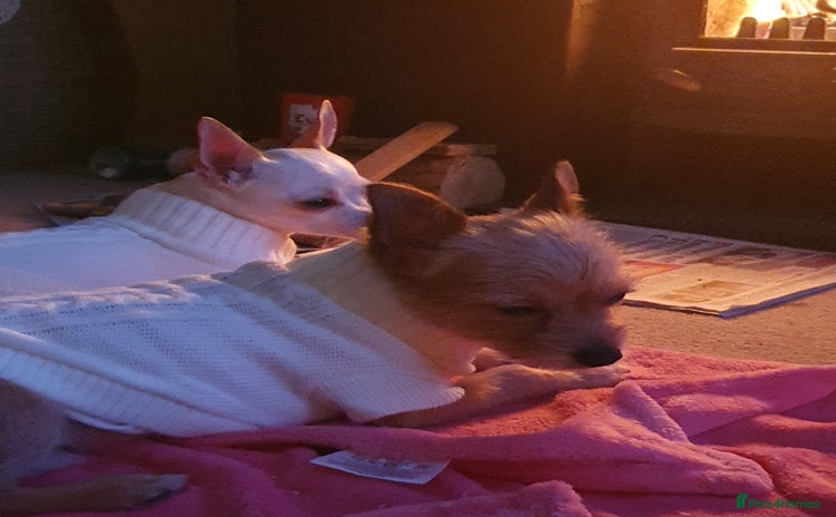 Chiweenie dogs - Advert 1