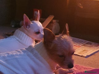 Chiweenie dogs - Advert 1