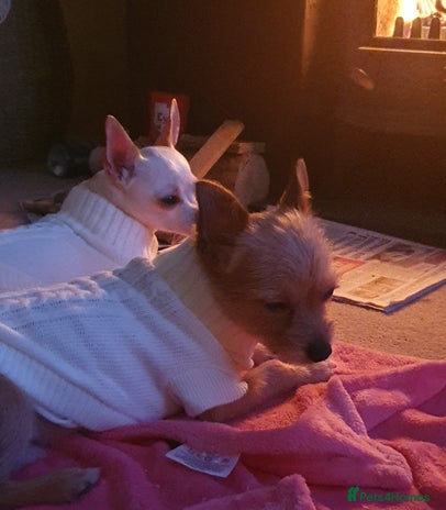 Chiweenie dogs - Advert 1